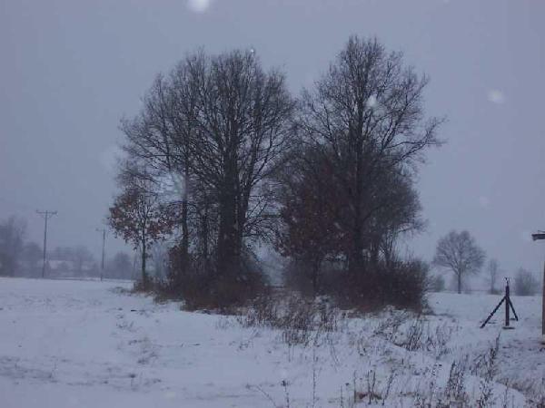Wyjazd z Witkowa w kierunku Zielonej Gry zim, nasyp znajduje si pomidzy drzewami. Stan 15 II 2009, fot. LAX.W.Stopka, ze strony www.kolej.one.pl
