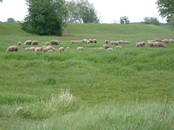 Wyszy owce na hal
Wierzcie, nie wierzcie. To jest zdjcie a tego samego rajdu... (ok. 18 km od ratusza na deptaku) 
Fot. M Trojanowski
